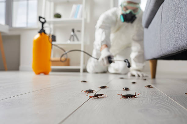 Trusted Cockroach Control service in Jacksboro, TX - Nex Pest Control